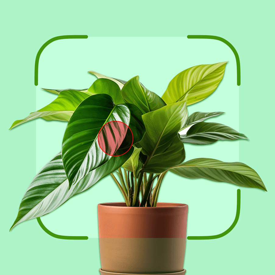 Plant ID & Care